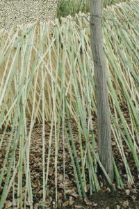 竹のフォリー（北本 春の森めぐり2016）
